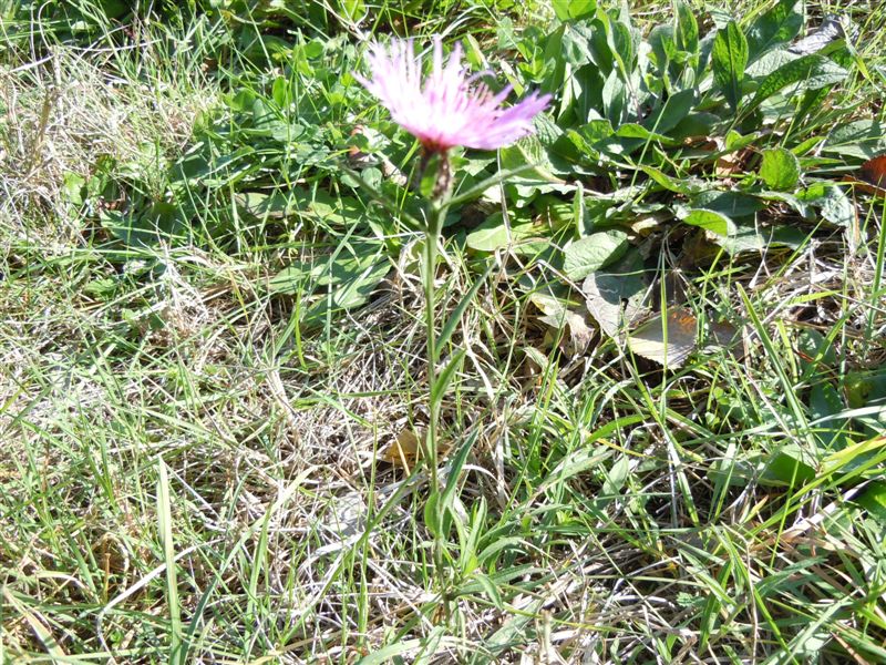 Centaurea nigrescens (Asteraceae)